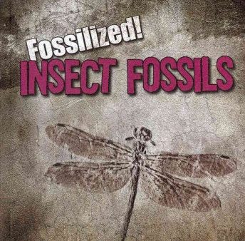 Insect Fossils Cheap