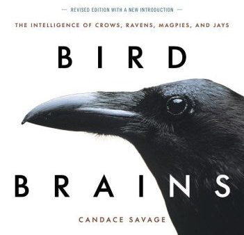 Bird Brains Fashion