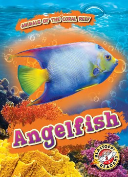 Angelfish Supply